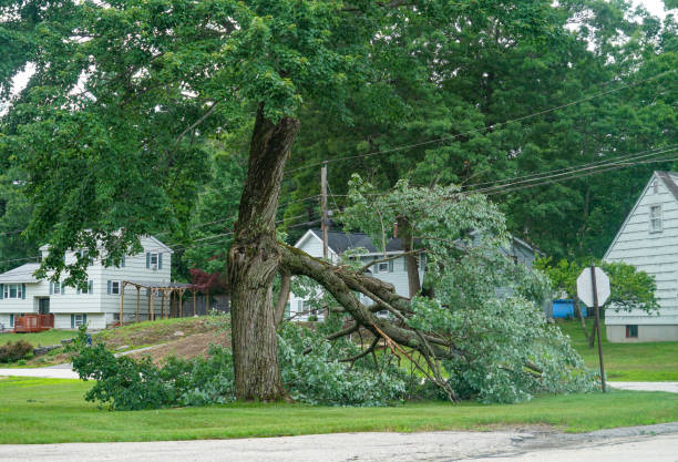 Reliable North Haledon, NJ Tree Services Solutions
